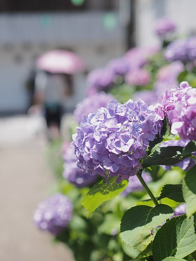 梅雨の合間