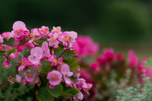 PENTAX-D FA MACRO 100mmF2.8