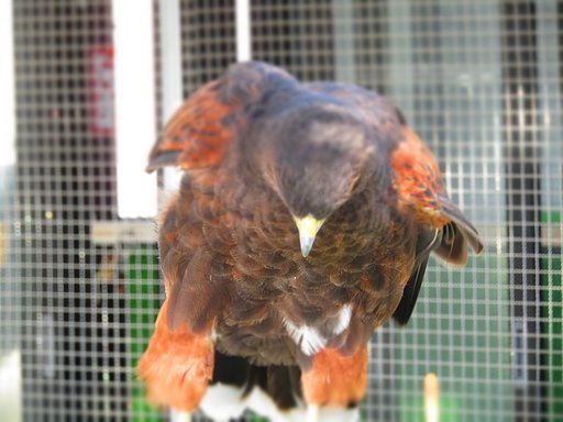 趣味で飼うには凄すぎます　鷲　🐔