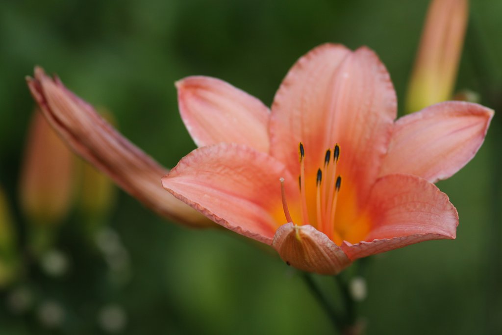 Sigma EX Macro 105mm F2.8