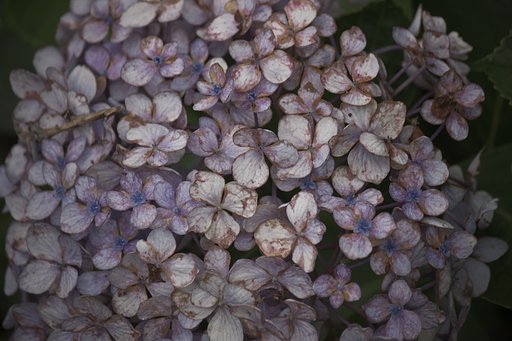 【古】 紫陽花晩花