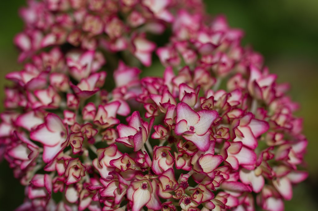 SIGMA MACRO 70mm F2.8
