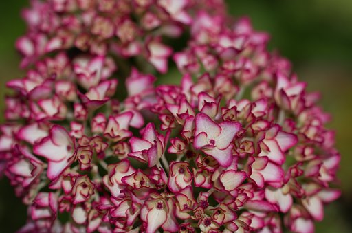 SIGMA MACRO 70mm F2.8