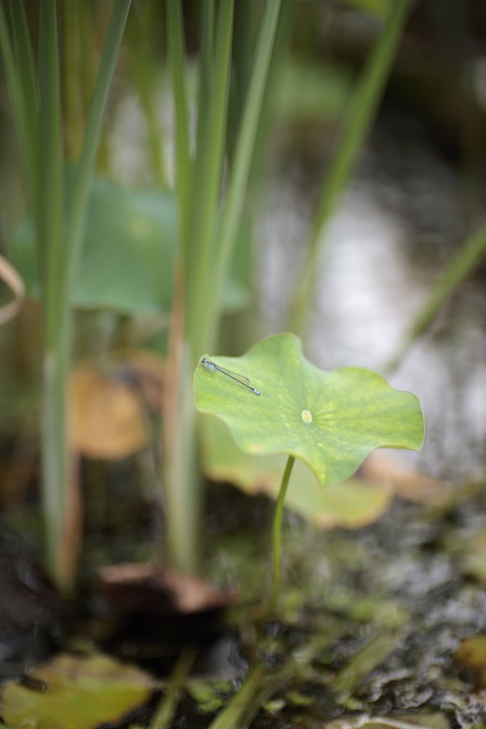 Y/C　P50㎜F1.4AEJ