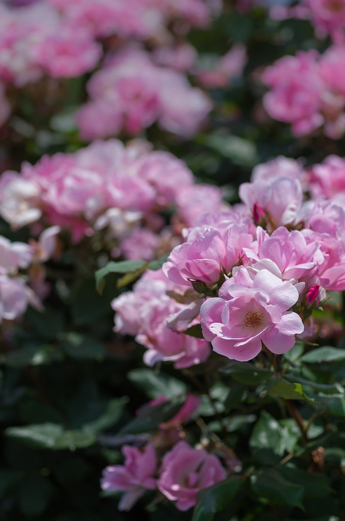 SIGMA MACRO 70mm F2.8