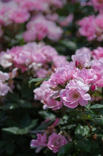 SIGMA MACRO 70mm F2.8