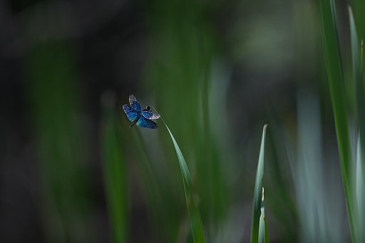 煌めいて