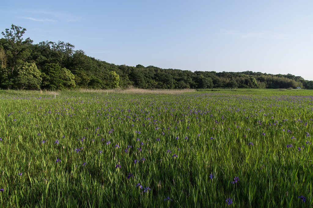 小堤西池のカキツバタ群落