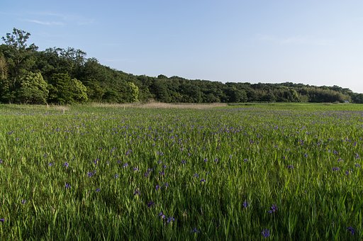 小堤西池のカキツバタ群落