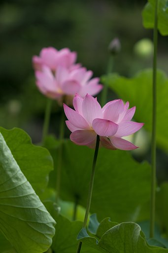 いよいよ咲き始めて