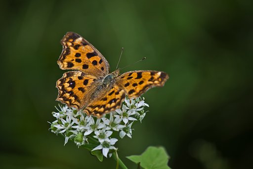 キタテハとニラの花
