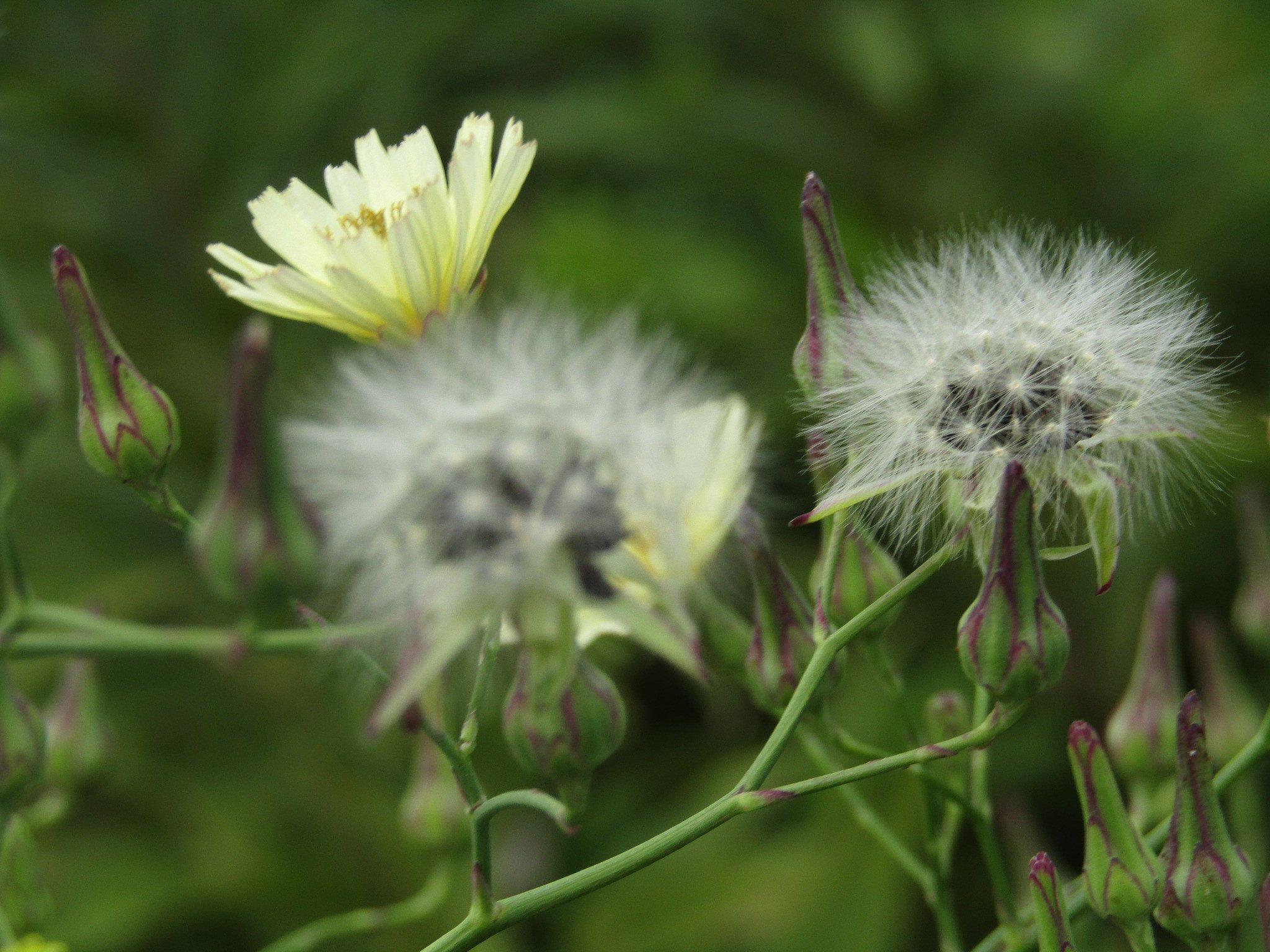 🌼命🌼　背高泡立草の群像に隠れて