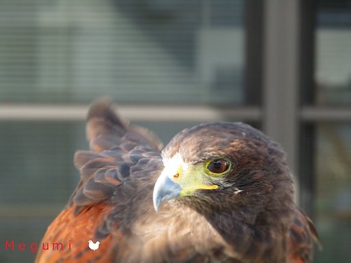 🐔命🐔　飼うのは命がけかもしれません