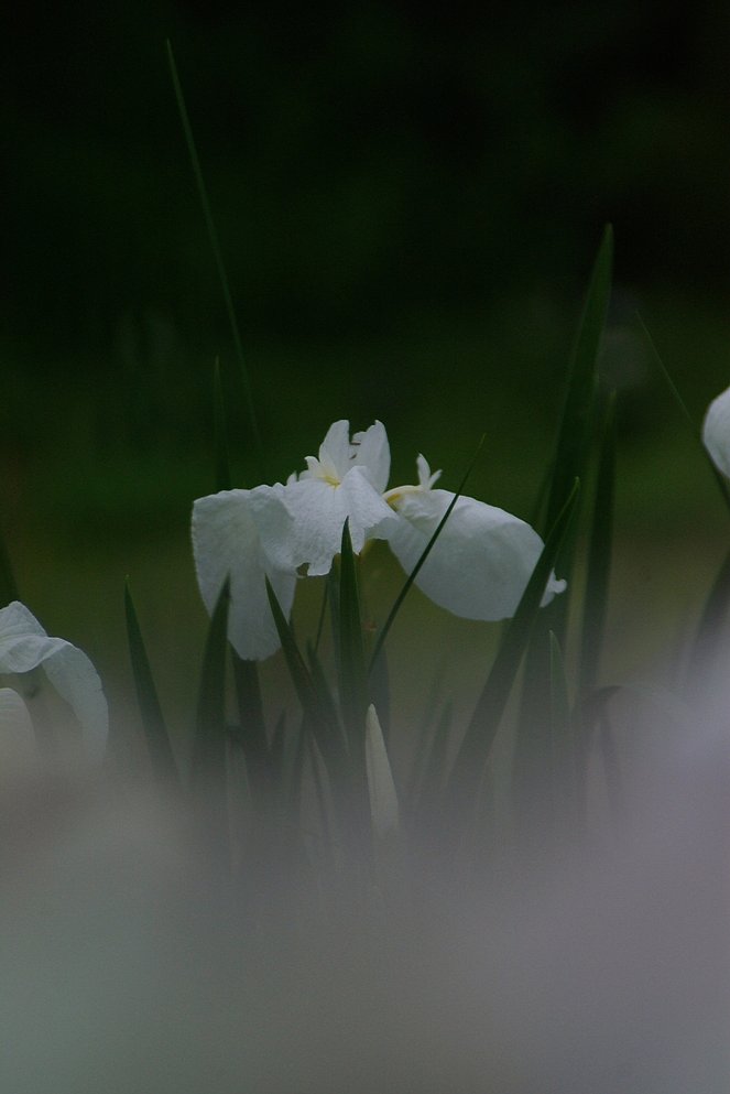 白菖蒲