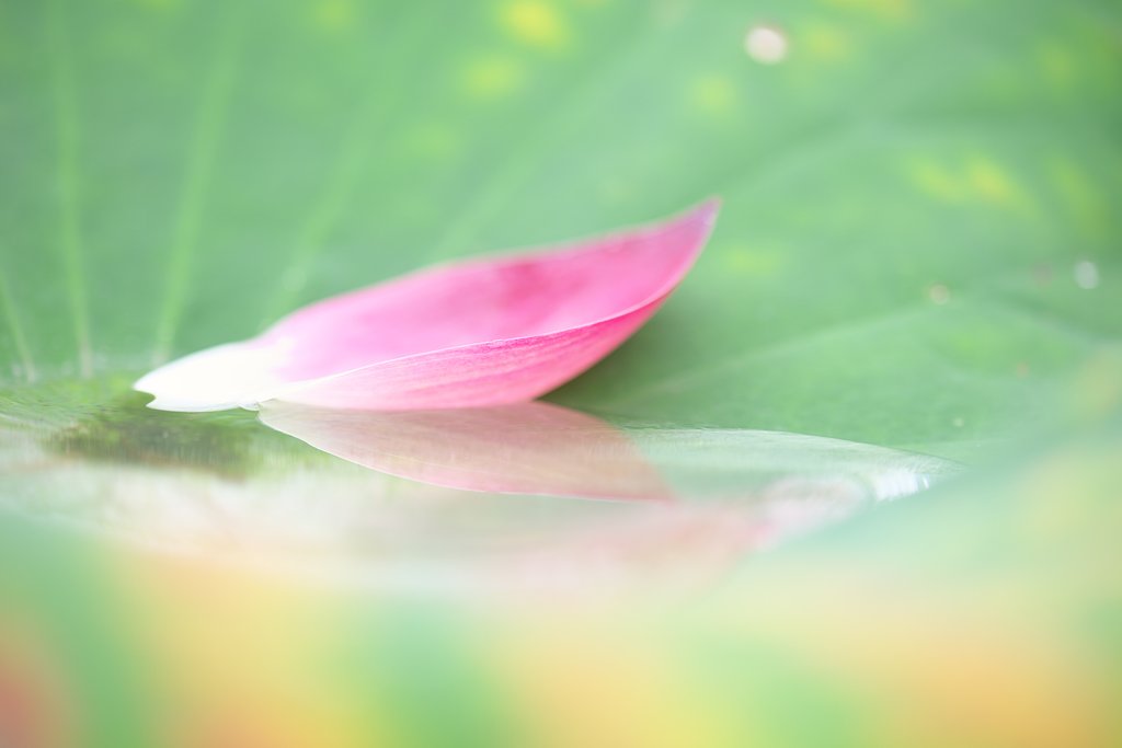 SP 90mm F/2.8 Di MACRO 1:1 VC USD