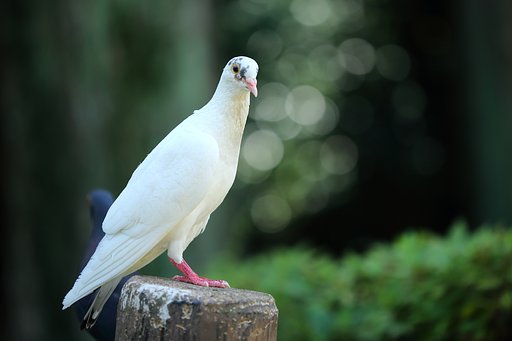 白いハト