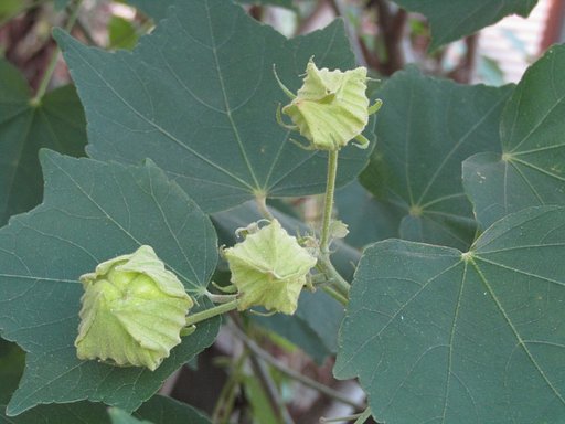 キヤノン　～１６００　標準装備