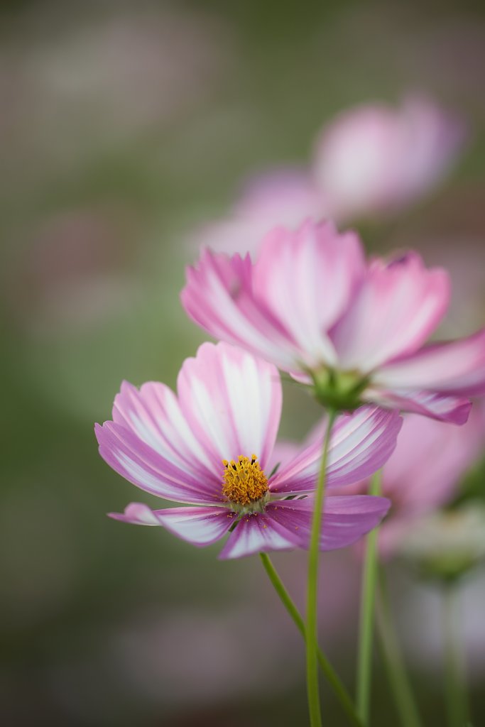 CONTAX645　S210mmF４