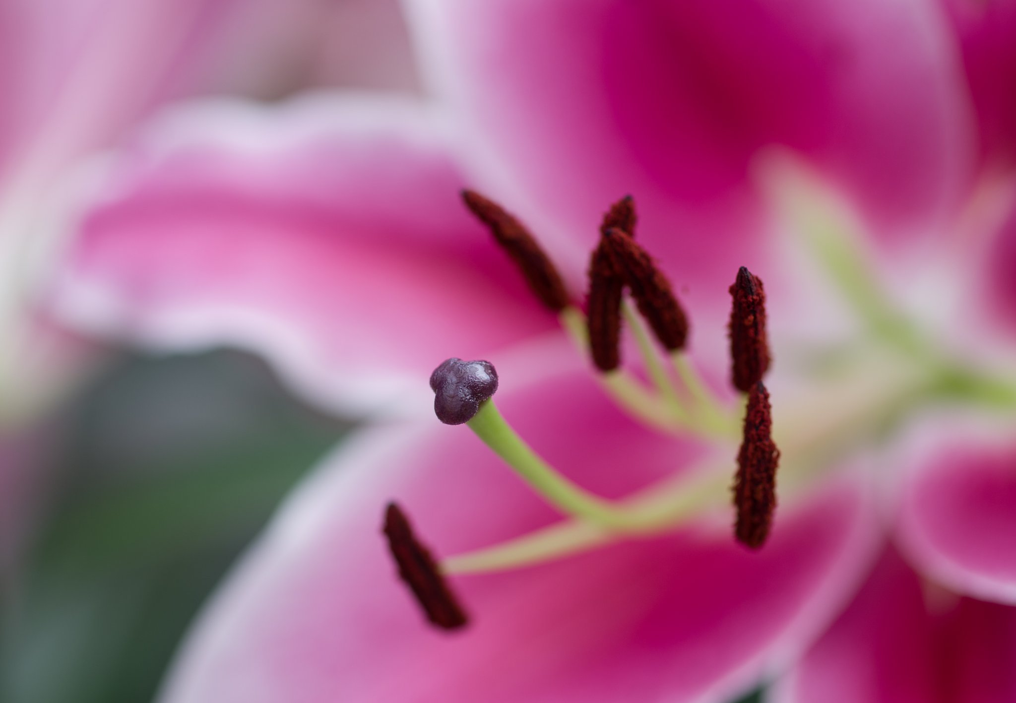 蕊