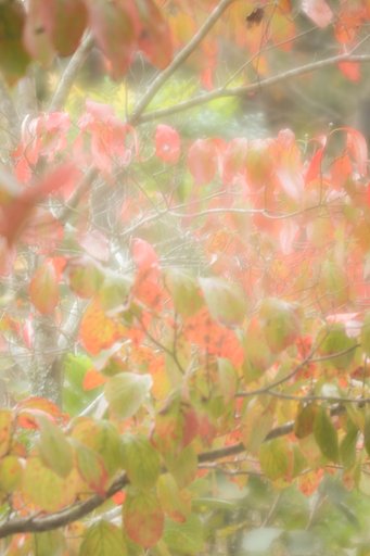 フジノン180㎜F5.6SF