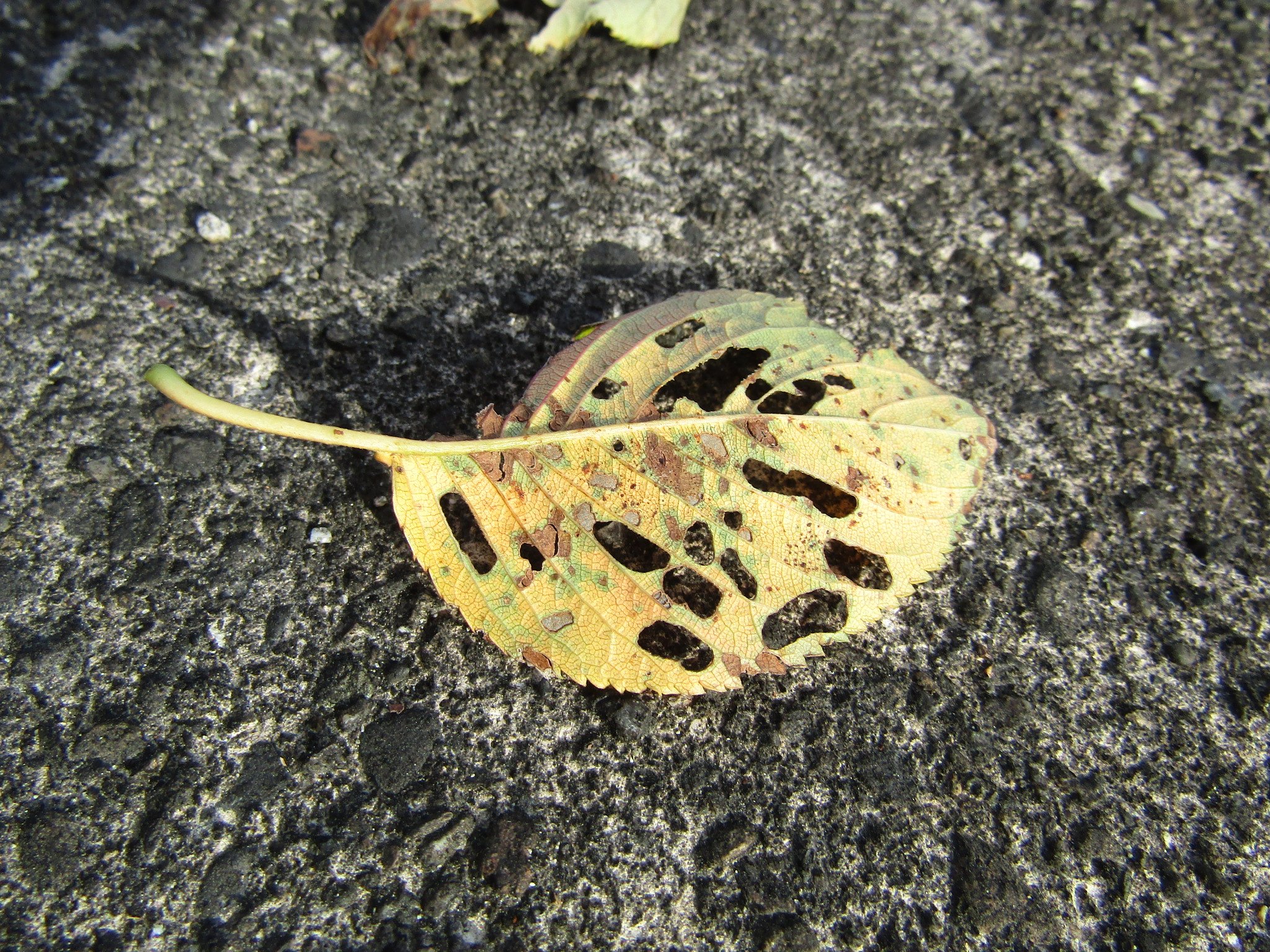 🍂命🍂　落ち葉の役目＆世の中に貢献