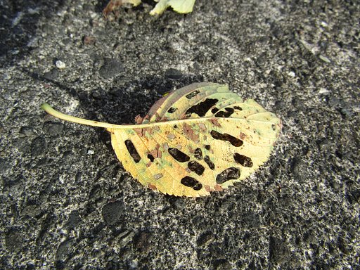 🍂命🍂　落ち葉の役目＆世の中に貢献