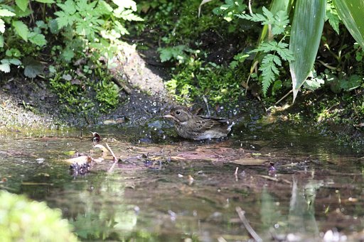 水場の野鳥（クロジ♀）