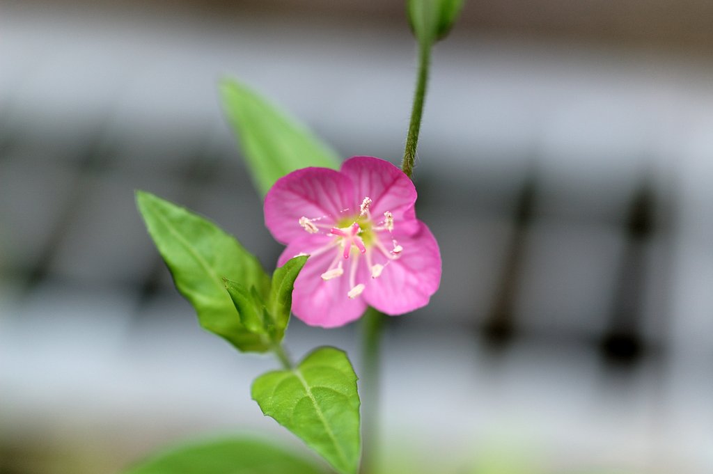 春の雑草