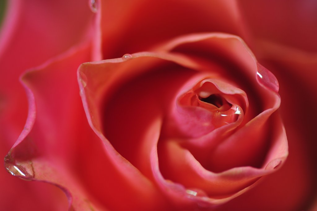 薔薇の花