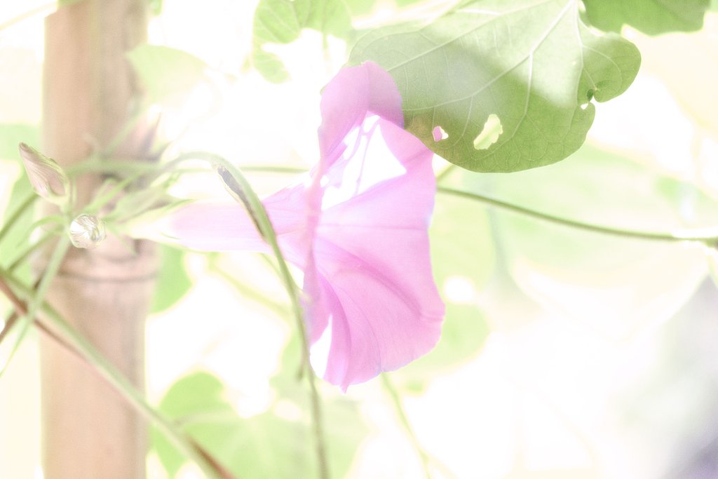 朝顔
