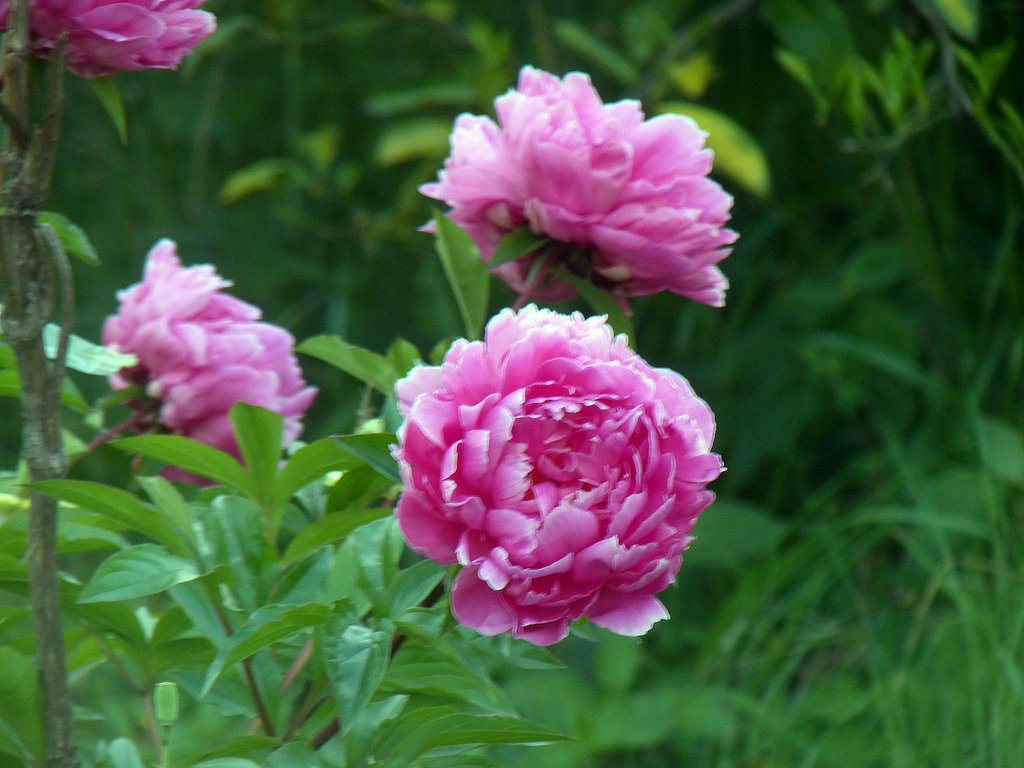 芍薬