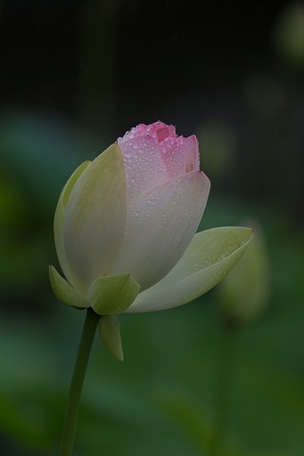 EF100-400mm F4.5-5.6 L IS