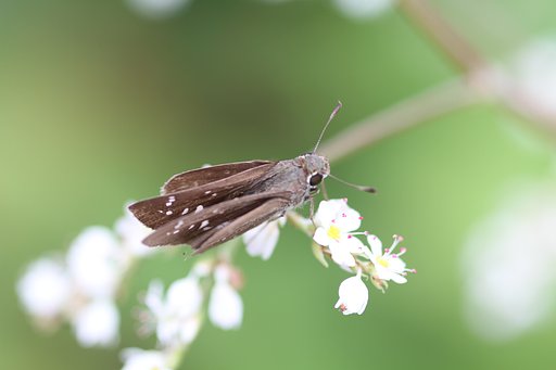ミズソバに留まるセセリ蝶