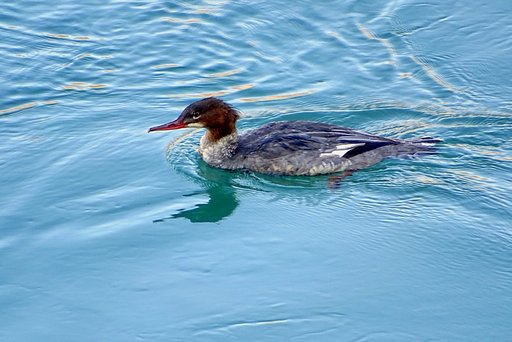 カワアイサ