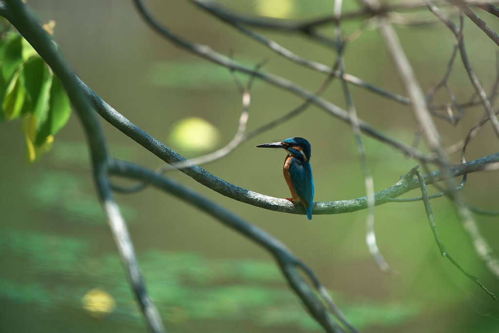 EF500mm F4L IS＋EF1.4Ⅲ