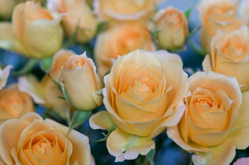 SIGMA MACRO 70mm F2.8