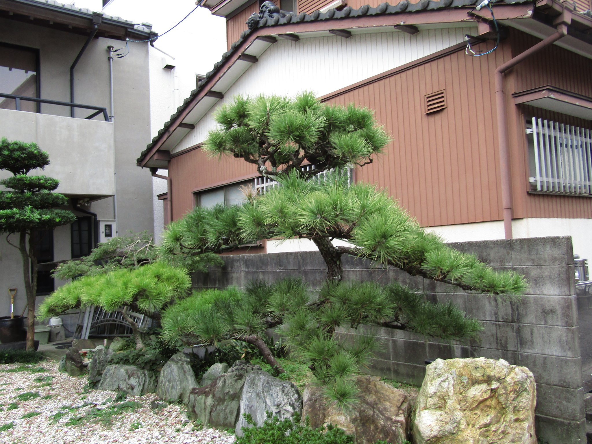 家庭菜園庭は大きな花壇です　！