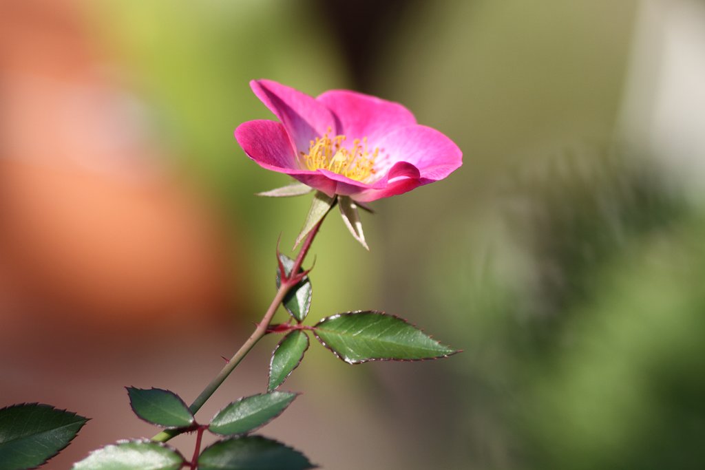 Canon  EF３00㎜ｆ/4 usm+tubeEF25　