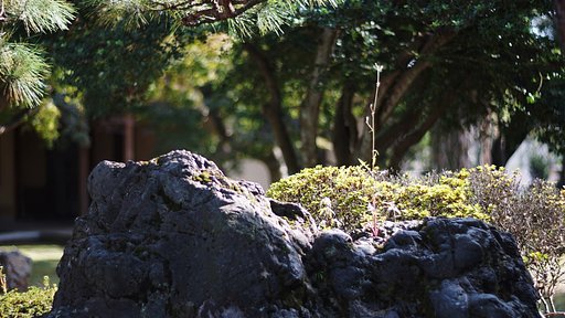 豪徳寺にて