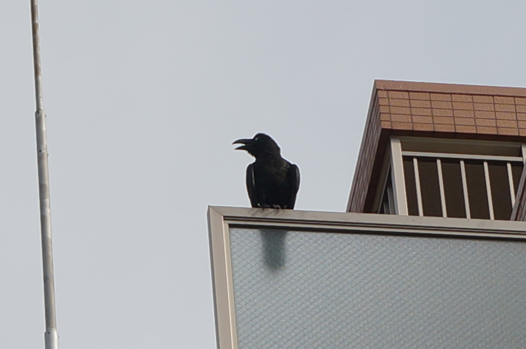 カラス