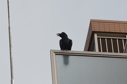 カラス