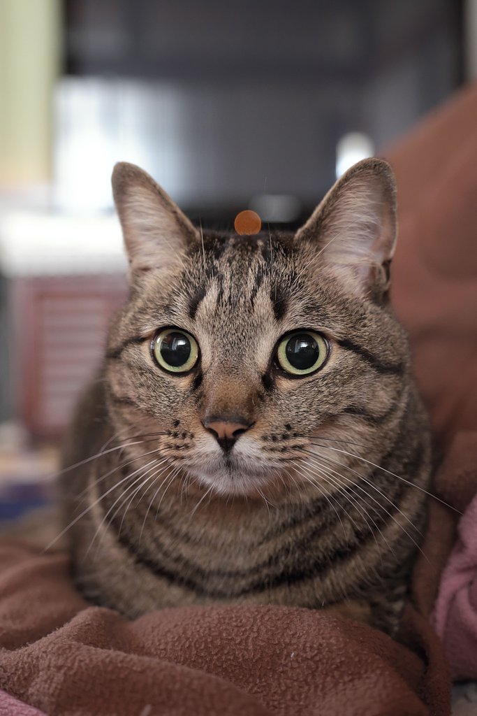 ねこ