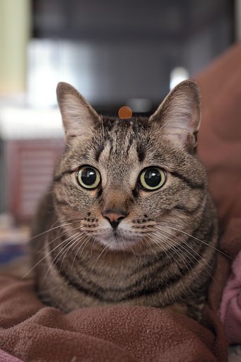 ねこ