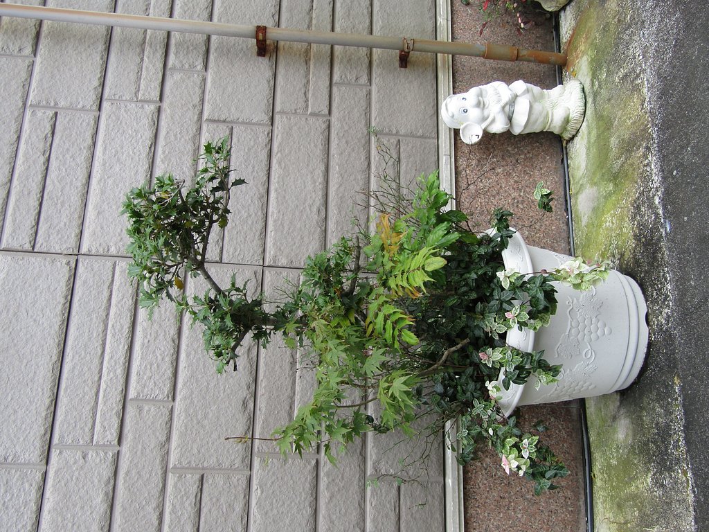 アオイ科の緑の観葉植物です