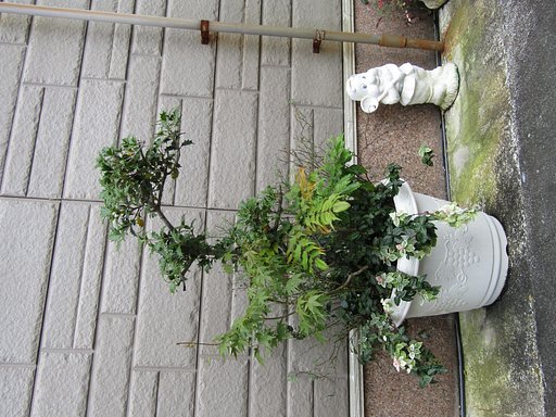アオイ科の緑の観葉植物です
