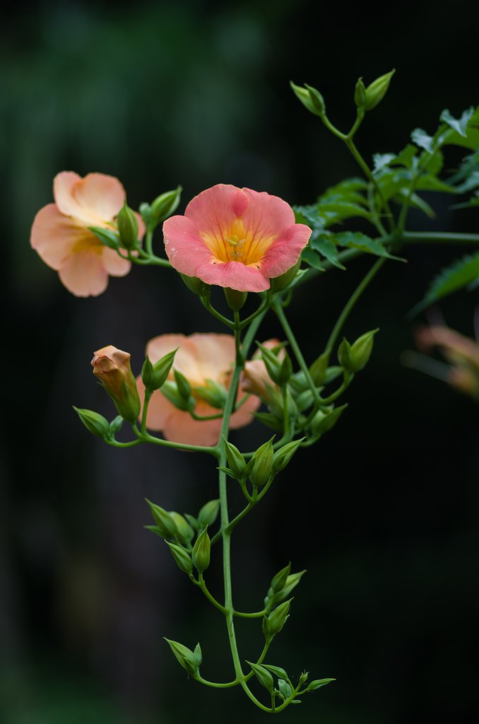 PENTAX-D FA MACRO 100mmF2.8