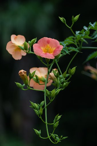 PENTAX-D FA MACRO 100mmF2.8