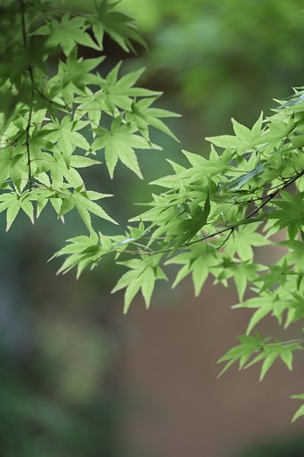 葉