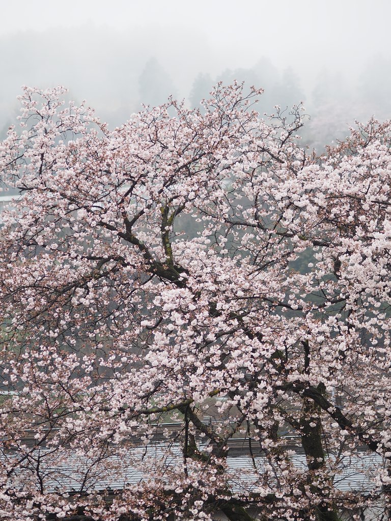 雨に煙る風景ーその１