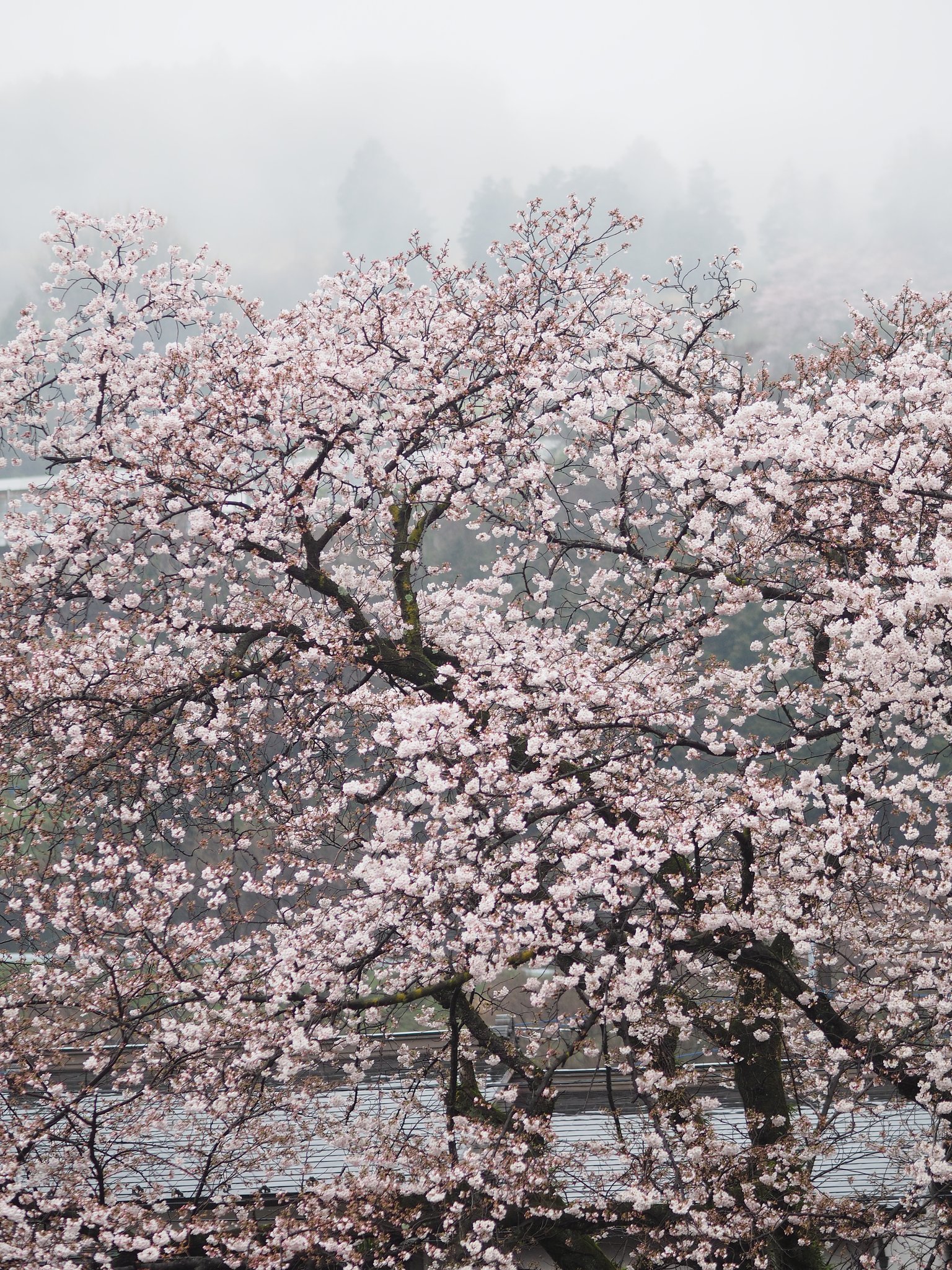 雨に煙る風景ーその１